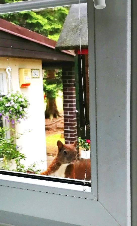 Dame Vam Pokoj - 4 Pokoje Se Sdilenou Kuchyni, Kapacita Max 9 Osob Harrachov Exteriör bild